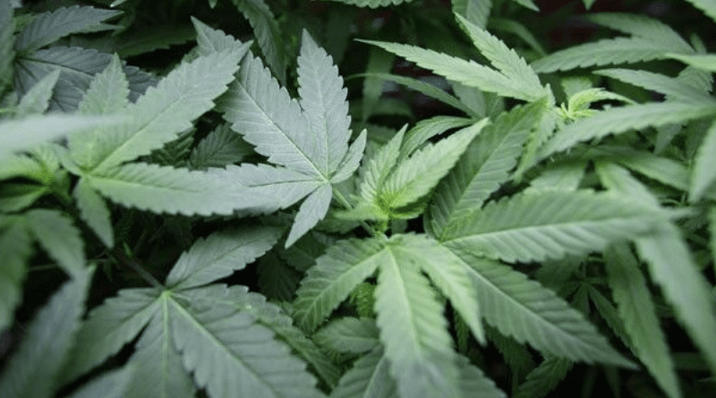 Associação Acaflor obtém habeas corpus para cultivo de cannabis medicinal na Paraíba