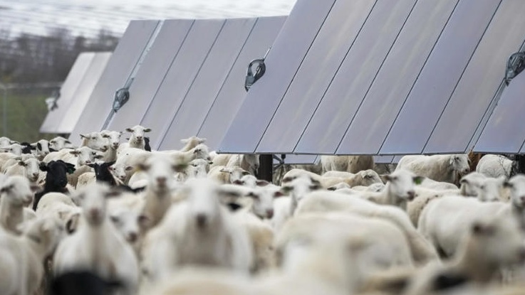 Texas Instala Milhares de Painéis Solares e Contrata 3.000 Ovelhas para Manutenção