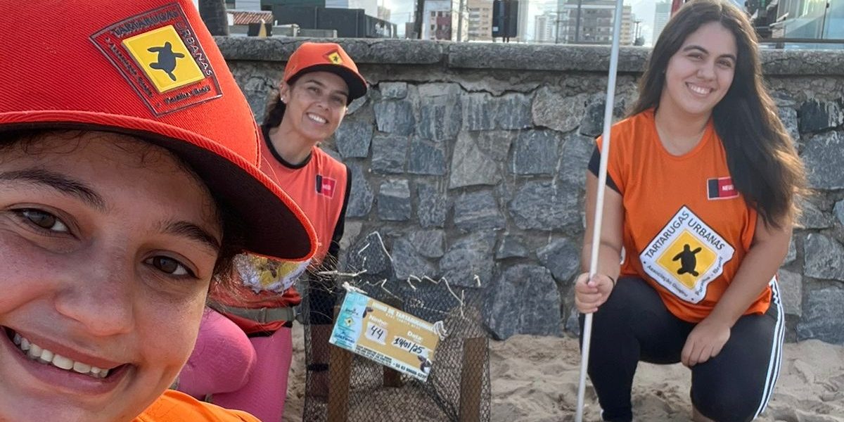 Filhotes de tartaruga marinha precisam de 53 dias, em média, para nascer; ninhos devem ser preservados