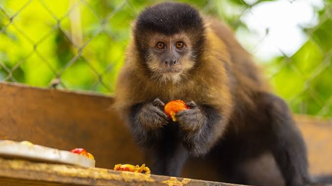 Macacos-prego em Minas Gerais Revelam Comportamento Tecnológico Ancestral