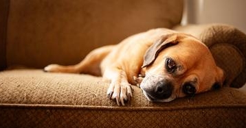 Alerta: Descubra a Verdade Sobre Ter um Cão Antes de Decidir!