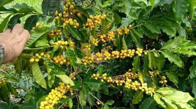 Areia Sedia 1º Encontro sobre Cafeicultura no Brejo e Impulsiona o Setor na Região