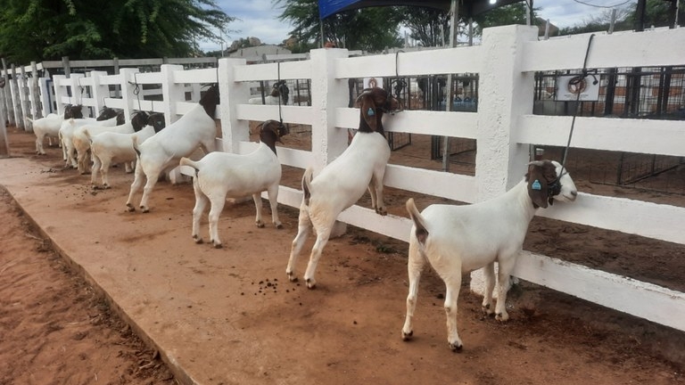 ExpoSumé 2025 encerra nesta segunda-feira com destaque para o setor agropecuário na Paraíba