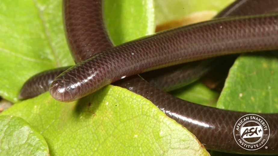 Cobra-cega Revela Segredos Genéticos Únicos