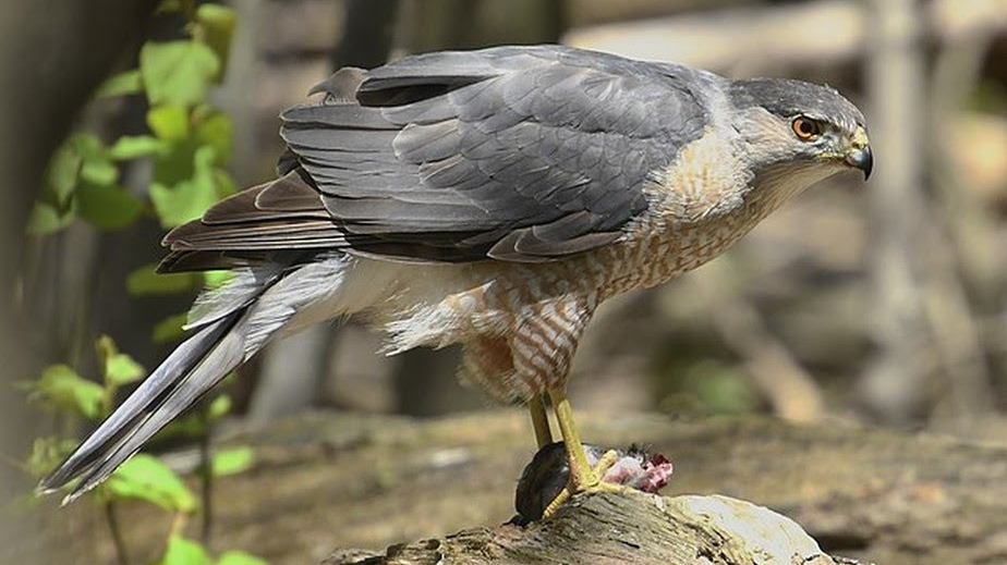 Gavião aprende a usar semáforo e trânsito para fazer emboscadas em cidade dos EUA