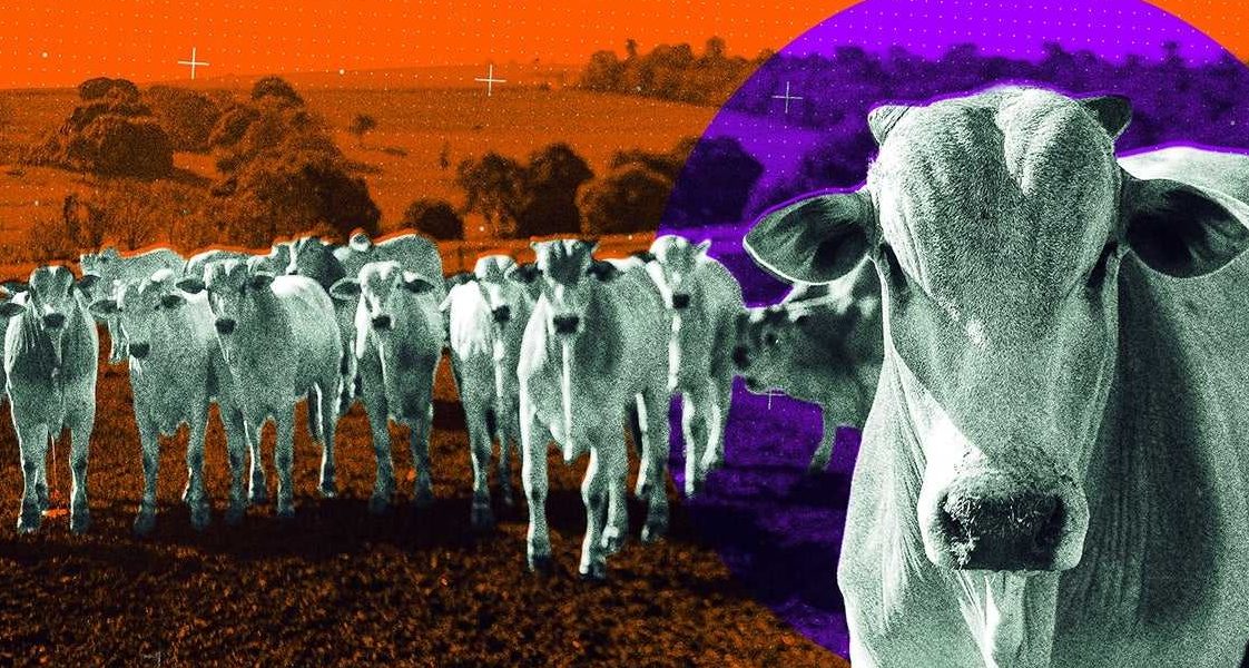 “Supervacas” brasileiras transformam pecuária global com genética de ponta e alcançam status milionário