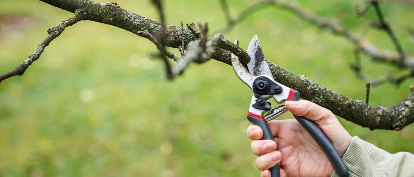Plantas emitem “gritos” ao serem cortadas, revelam cientistas israelenses