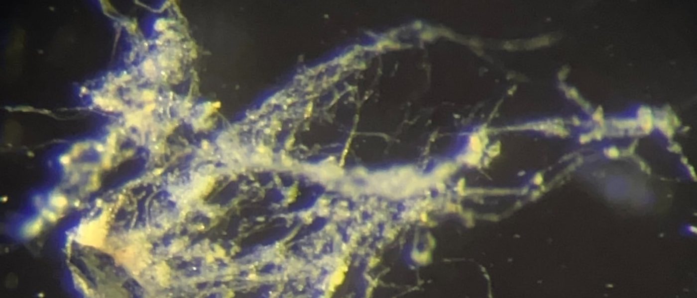 Cientistas Descobrem Bactéria que Conduz Eletricidade como um Fio Metálico