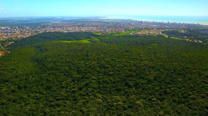 Paraíba reduz desmatamento em 44%, segundo relatório do MapBiomas