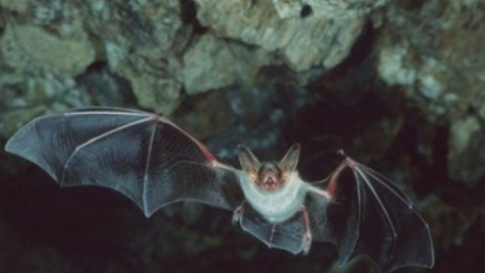 Origem da Covid: estudo reforça ligação com morcegos