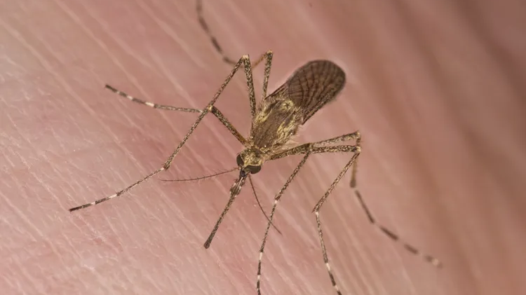 Por que os mosquitos picam mais umas pessoas que outras?