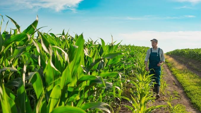 Agricultura Americana Enfrenta Crise com Redução de Exportações para a China