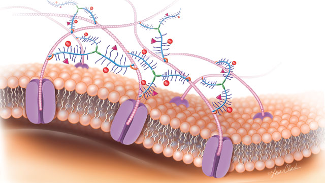 Alzheimer: cientistas identificam causa do esquecimento de rostos familiares e apontam novos caminhos para tratamento